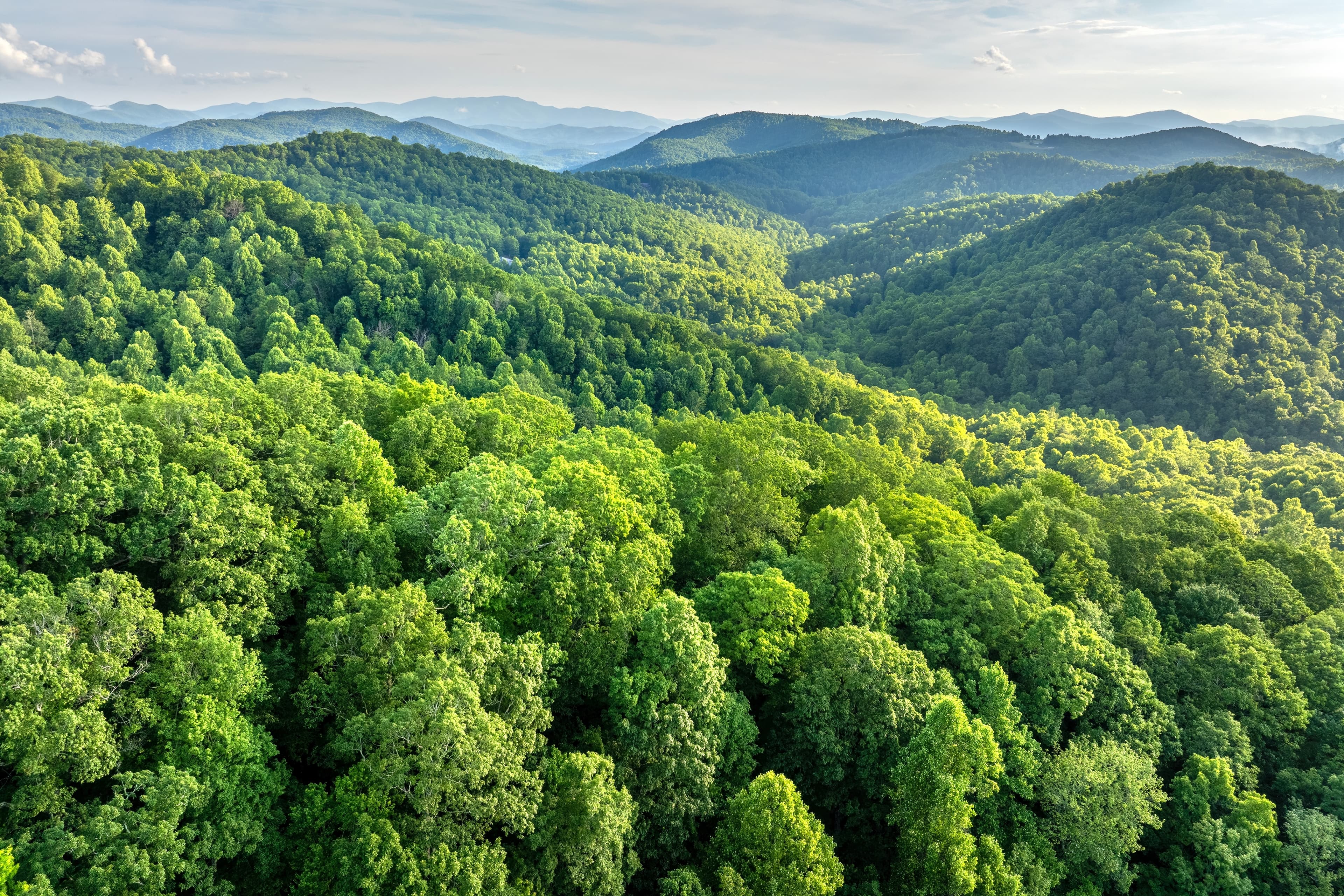 BCIE se posiciona como el primer Banco Multilateral de Desarollo en emitir un Bono de Naturaleza